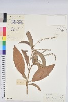 光葉巴豆藏品圖，第1張