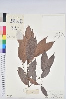 粗毛野桐藏品圖，第1張