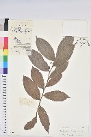 海南五月茶藏品圖，第1張