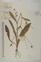 燈豎朽藏品圖，第1張