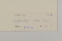 燈豎朽藏品圖，第3張