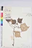 白匏子藏品圖，第1張