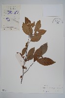 嘉陵花藏品圖，第1張