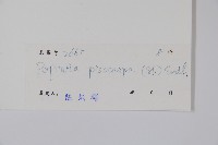 嘉陵花藏品圖，第2張