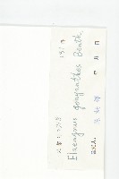 角花胡頹子藏品圖，第3張