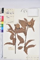 後大埔石櫟、煙斗柯藏品圖，第1張