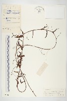 戟葉菜欒藤藏品圖，第1張