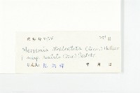 戟葉菜欒藤藏品圖，第3張