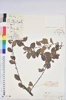 密花白飯樹藏品圖，第1張