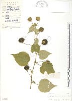 冬葵子藏品圖，第1張