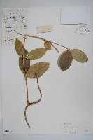 海南鏈珠藤藏品圖，第1張