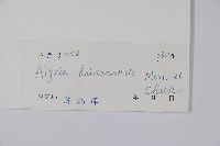 海南鏈珠藤藏品圖，第2張