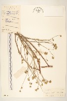 嶺南野菊藏品圖，第1張