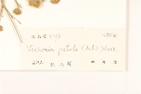 嶺南野菊藏品圖，第3張