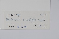 小菜山檨子藏品圖，第2張