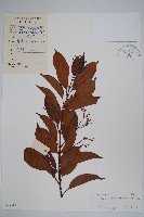 酸藤藏品圖，第1張