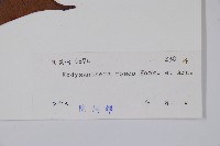 酸藤藏品圖，第2張