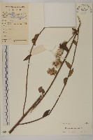 七里明艾納香藏品圖，第1張