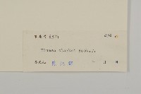 七里明艾納香藏品圖，第3張