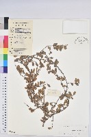 登錄號:S029361藏品圖，第1張