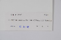 土壇樹藏品圖，第2張