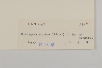 石胡荽、吐金草藏品圖，第3張