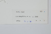 稜枝冬青藏品圖，第2張