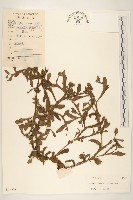 戴星草藏品圖，第1張