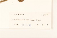 戴星草藏品圖，第3張