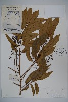 橄欖藏品圖，第1張