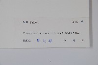 橄欖藏品圖，第2張