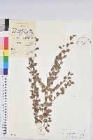 登錄號:S029372藏品圖，第1張