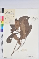 木奶果藏品圖，第1張