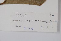 鷹爪花藏品圖，第2張