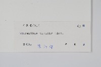 野莧菜藏品圖，第2張