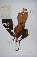 水東哥藏品圖，第1張