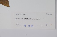 圓葉山梗菜藏品圖，第2張