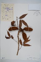 蕉木藏品圖，第1張