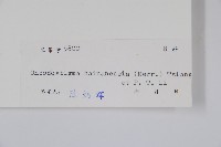 蕉木藏品圖，第2張