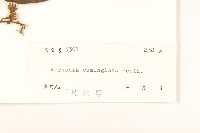 細脈斑鳩菊、毒根斑鳩菊藏品圖，第3張