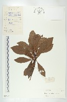 杜英、山杜英、蘭嶼杜英藏品圖，第1張