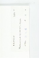 杜英、山杜英、蘭嶼杜英藏品圖，第3張