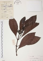 九節木、牛屎烏、青龍吐霧藏品圖，第1張