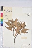 後大埔石櫟、煙斗柯藏品圖，第1張