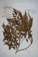 美葉菜豆樹藏品圖，第1張