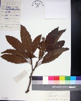 山枇杷、臺灣枇杷藏品圖，第1張