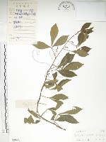 飛龍掌血藏品圖，第1張