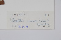 暗羅、雞爪樹藏品圖，第2張