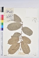 登錄號:S029426藏品圖，第1張