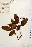 降真香藏品圖，第1張